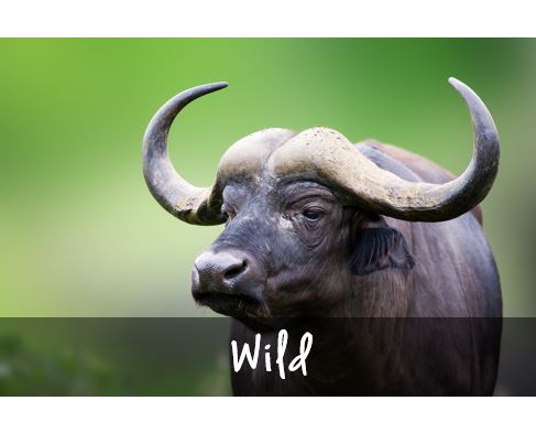 Wildlife Tour South Africa