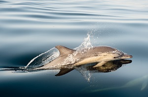 Dolphin